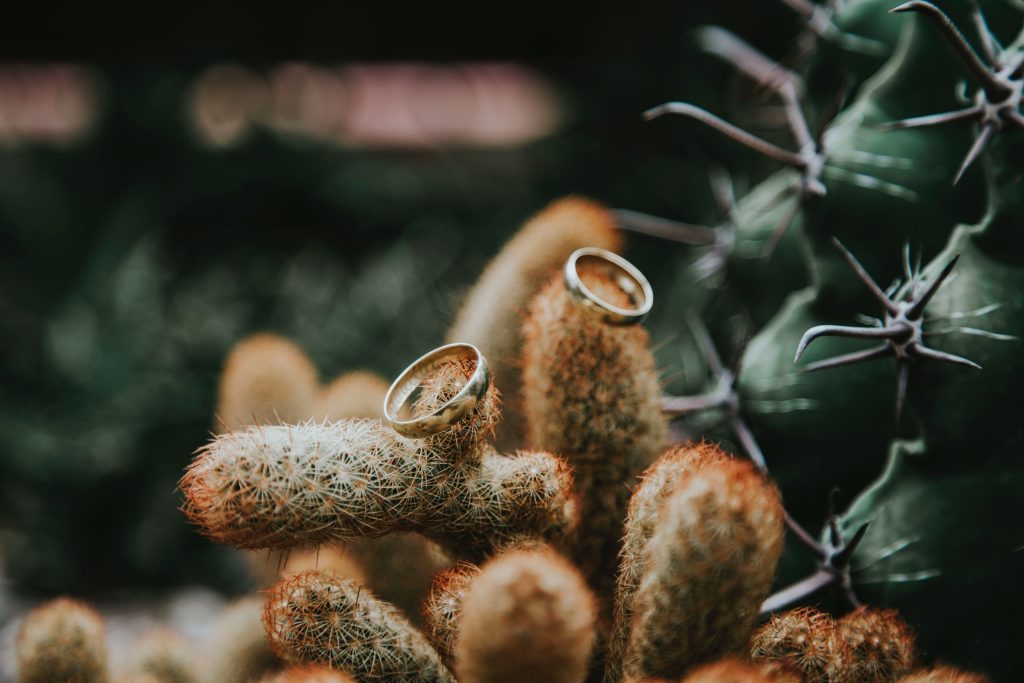 Two wedding rings lie on a cacti