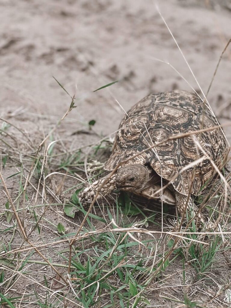 Tortoise appears camoflaged in the nature
